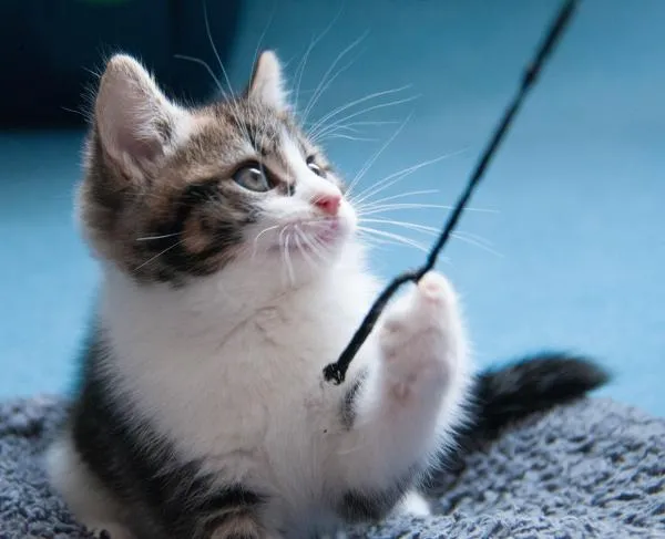 Why Do Cats Toss Objects? Understanding Feline Throwing Behavior