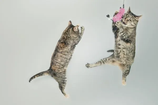 Why Do Cats Toss Objects? Understanding Feline Throwing Behavior