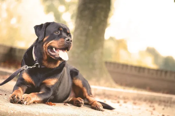 Master Leash‑Free Walking: Proven Training Steps for a Safe, Bonding Experience