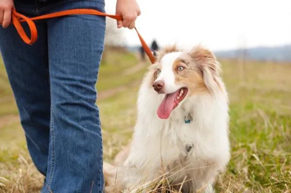 Master Leash‑Free Walking: Proven Training Steps for a Safe, Bonding Experience