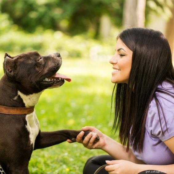 Teach Your Dog to Offer Their Paw: A Step‑by‑Step Guide