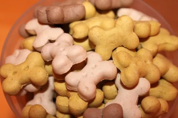 Teach Your Dog to Offer Their Paw: A Step‑by‑Step Guide