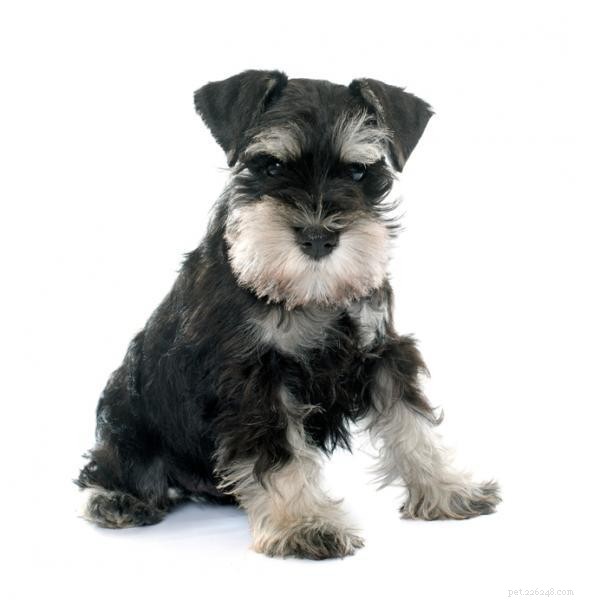 Effective Training Techniques for Your Schnauzer: A Comprehensive Guide