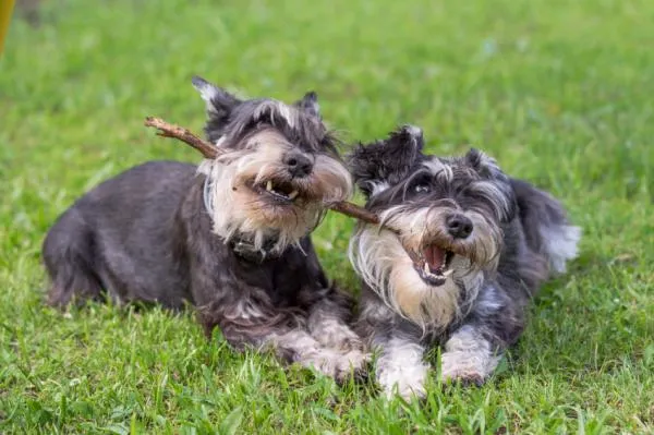 Effective Training Techniques for Your Schnauzer: A Comprehensive Guide