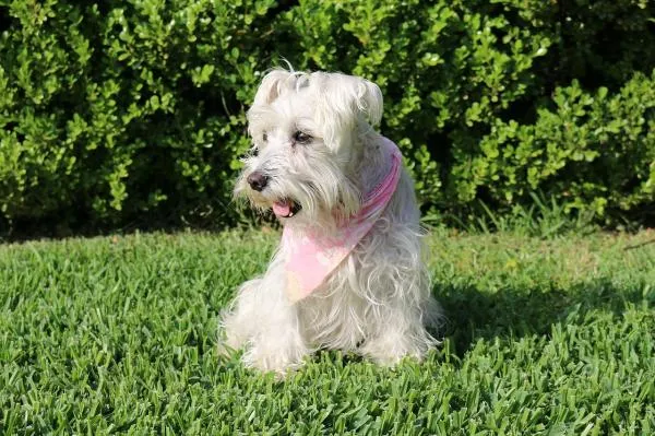 Effective Training Techniques for Your Schnauzer: A Comprehensive Guide