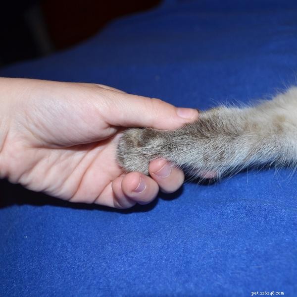 Teach Your Cat to Offer a Paw: Step-by-Step Guide