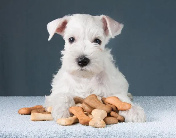 Effective Training Techniques for Your Schnauzer: A Comprehensive Guide