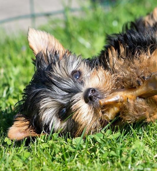 Why Does My Dog Eat Only When I m Home? Understanding and Fixing This Common Issue