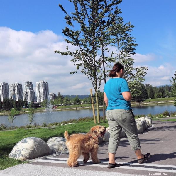 Optimal Timing: Walk Your Dog Before or After Meals for Best Health