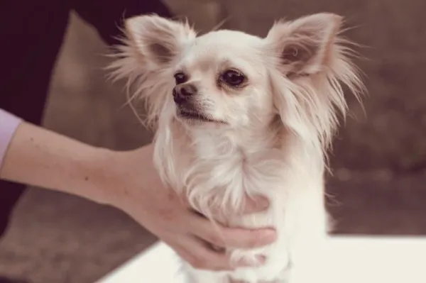 Optimal Timing: Walk Your Dog Before or After Meals for Best Health