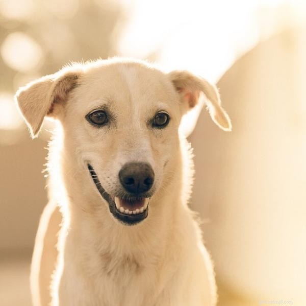 Build a Positive Daily Routine for Your Dog: Simple Habits for a Happier, Healthier Pup