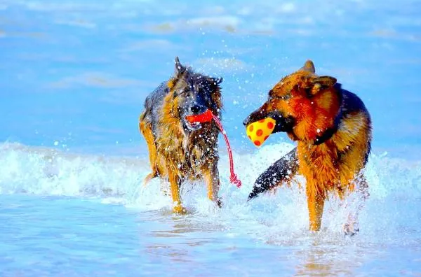 Build a Positive Daily Routine for Your Dog: Simple Habits for a Happier, Healthier Pup