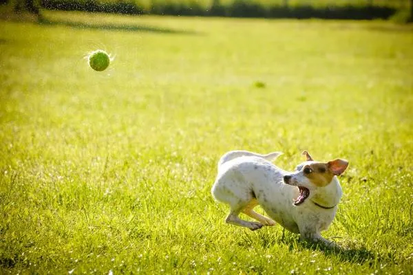Build a Positive Daily Routine for Your Dog: Simple Habits for a Happier, Healthier Pup