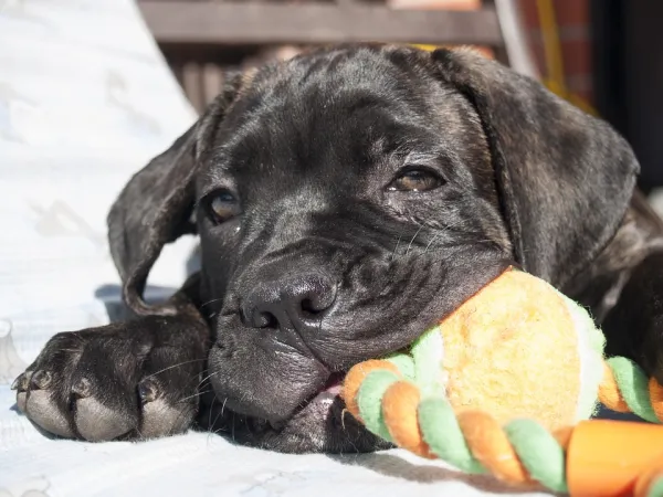 Master Cane Corso Training: Expert Tips for Loyal, Independent Dogs