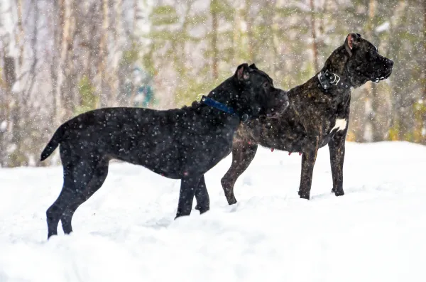 Master Cane Corso Training: Expert Tips for Loyal, Independent Dogs