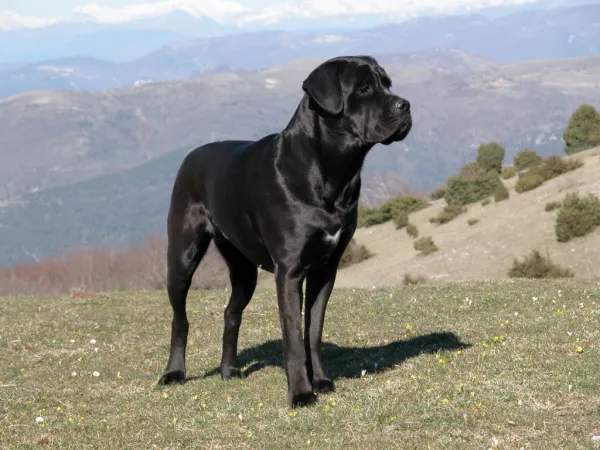 Master Cane Corso Training: Expert Tips for Loyal, Independent Dogs