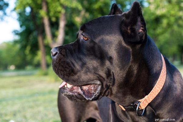 Master Cane Corso Training: Expert Tips for Loyal, Independent Dogs
