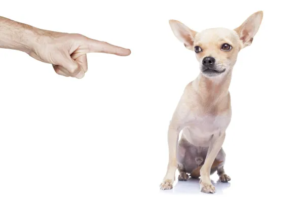 15 Common Dog Training Mistakes (and How to Fix Them)