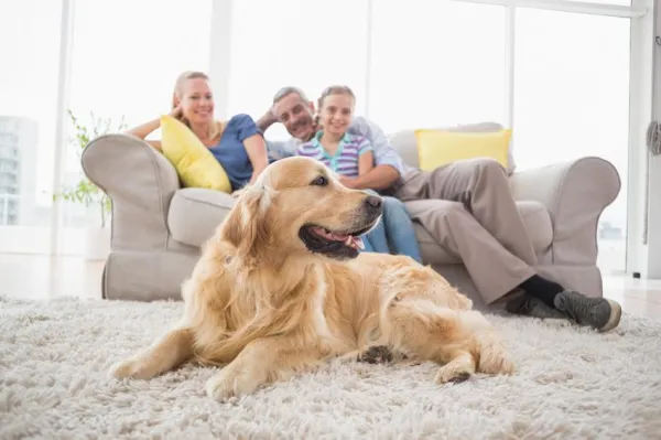 15 Common Dog Training Mistakes (and How to Fix Them)