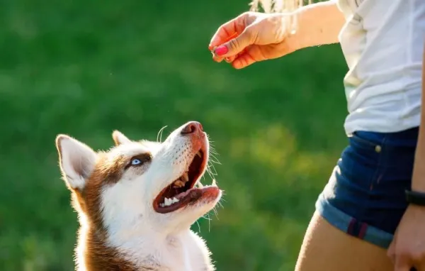 15 Common Dog Training Mistakes (and How to Fix Them)