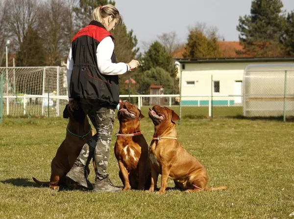 15 Common Dog Training Mistakes (and How to Fix Them)