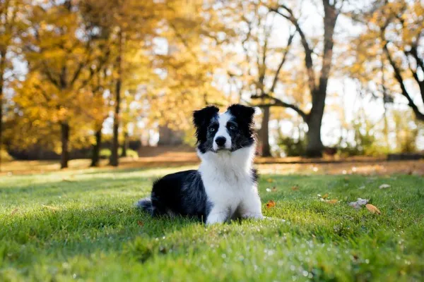 Effective Guide to Teaching Your Dog the ‘Lie Down’ Command