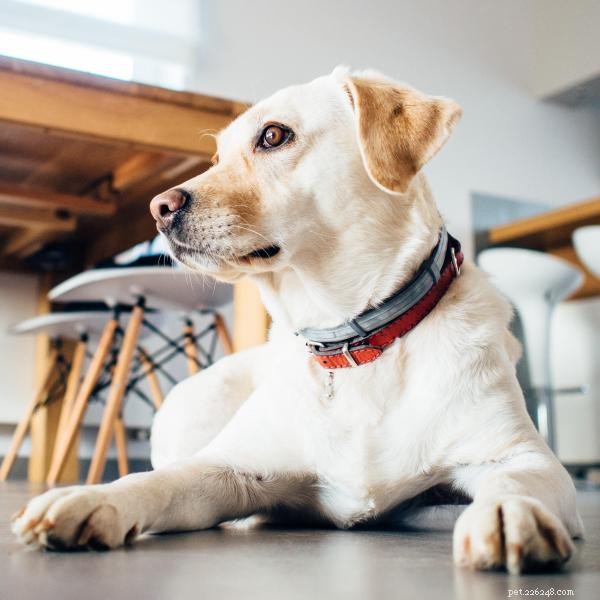 Effective Guide to Teaching Your Dog the ‘Lie Down’ Command