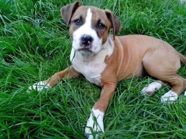 Effective Guide to Teaching Your Dog the ‘Lie Down’ Command