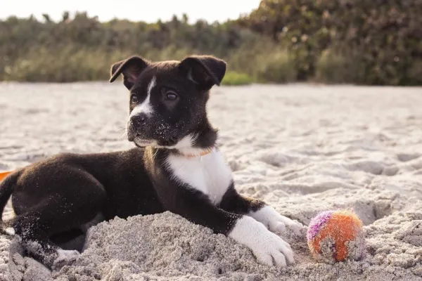 Effective Guide to Teaching Your Dog the ‘Lie Down’ Command