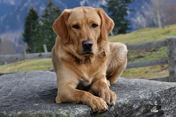 Effective Guide to Teaching Your Dog the ‘Lie Down’ Command