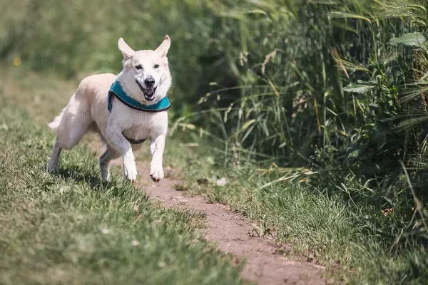 Effective Guide to Teaching Your Dog the ‘Lie Down’ Command