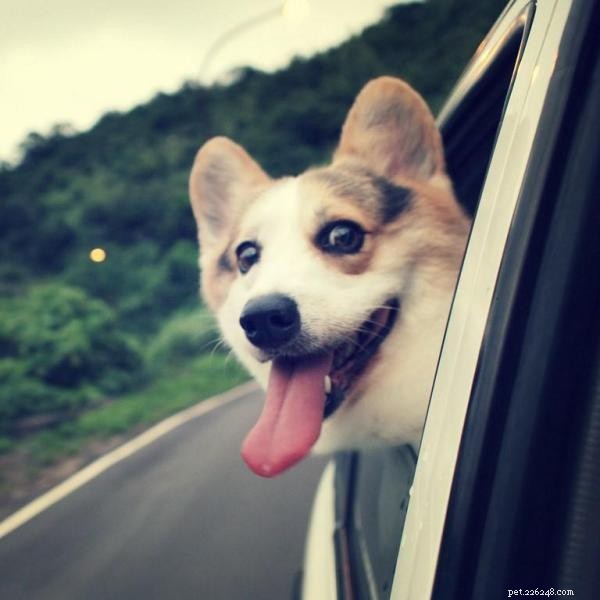 How to Help Your Dog Overcome Car Anxiety – Proven Tips