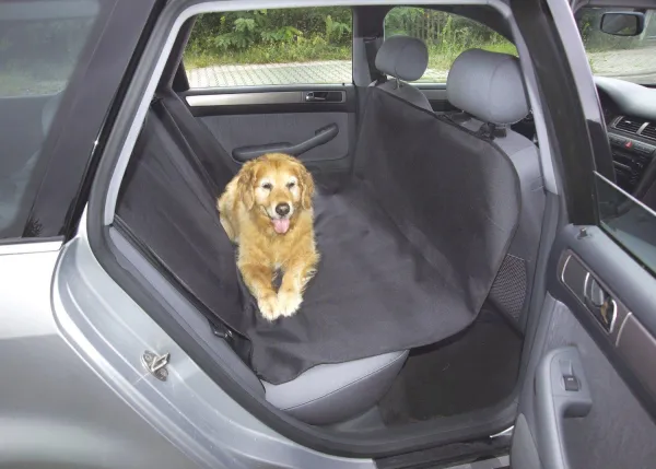How to Help Your Dog Overcome Car Anxiety – Proven Tips