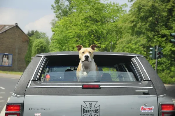 How to Help Your Dog Overcome Car Anxiety – Proven Tips