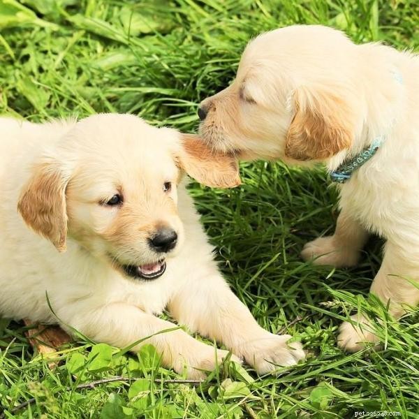 Effective Socialization Strategies for Puppies and Adult Dogs