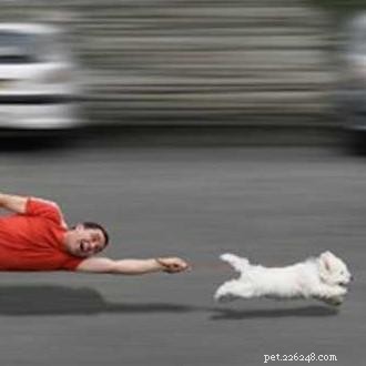 How to Stop Your Dog from Pulling on the Leash: Proven Tips & Equipment