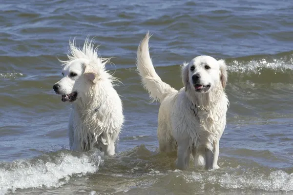 Effective Socialization Strategies for Puppies and Adult Dogs