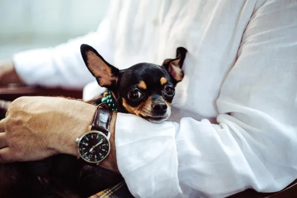Effective Socialization Strategies for Puppies and Adult Dogs