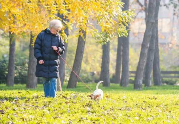 How to Stop Your Dog from Pulling on the Leash: Proven Tips & Equipment