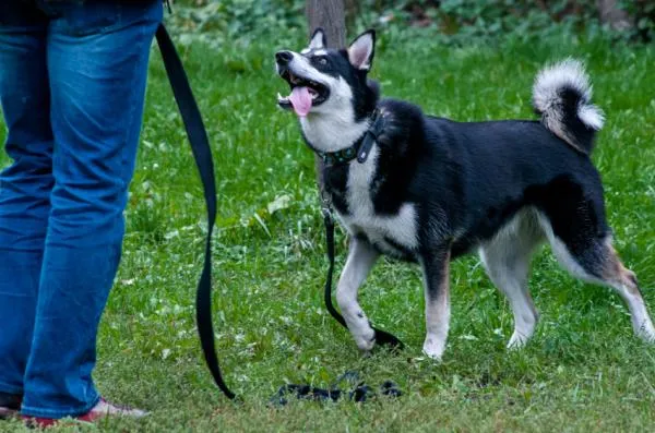 How to Stop Your Dog from Pulling on the Leash: Proven Tips & Equipment