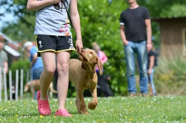 How to Stop Your Dog from Pulling on the Leash: Proven Tips & Equipment
