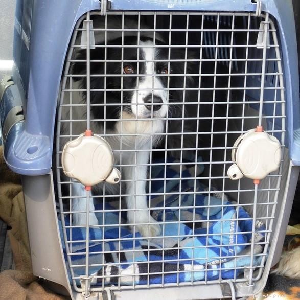 Teaching Your Dog to Love Their Travel Carrier: A Step-by-Step Guide