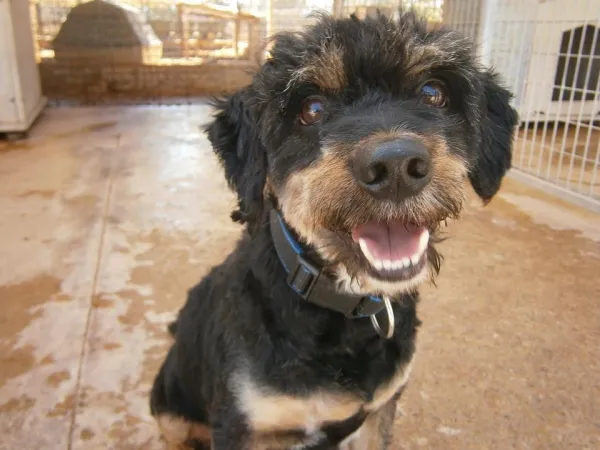 Effective Strategies to Stop Destructive Dog Behavior
