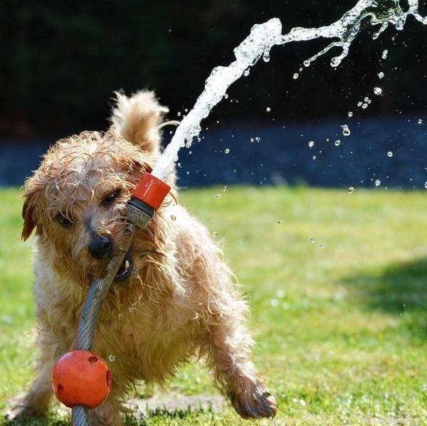 Effective Strategies to Stop Destructive Dog Behavior