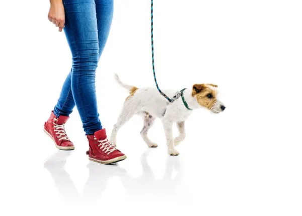 Effective Strategies to Stop Destructive Dog Behavior