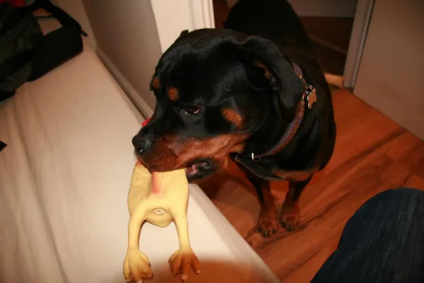 Effective Strategies to Stop Destructive Dog Behavior