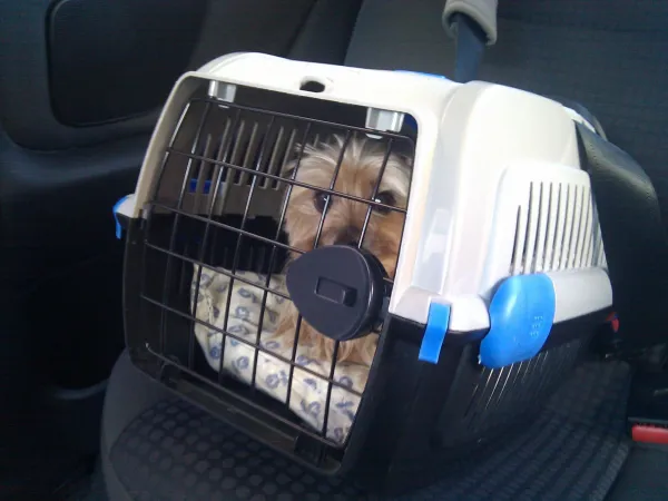 Effective Strategies to Stop Destructive Dog Behavior