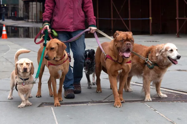 Effective Strategies to Stop Destructive Dog Behavior