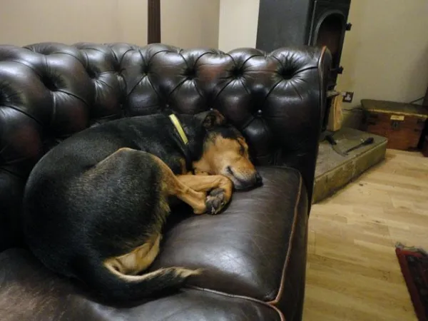Effective Strategies to Stop Destructive Dog Behavior