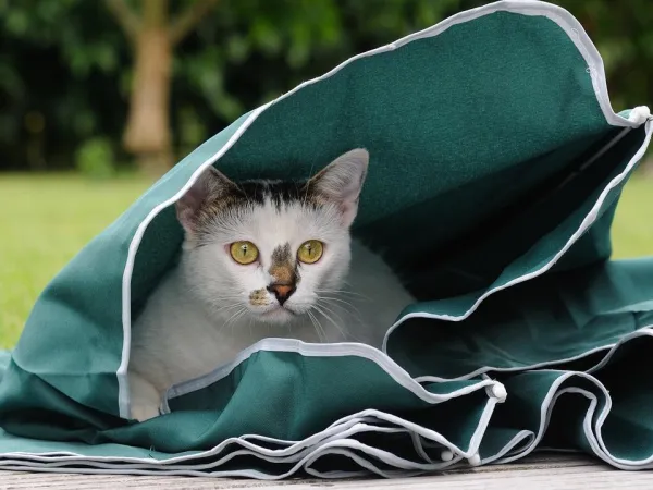 Prevent Cats from Chewing Wires: Simple, Proven Solutions